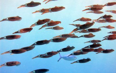 Oceanele lumii, arse în august: Temperaturi record