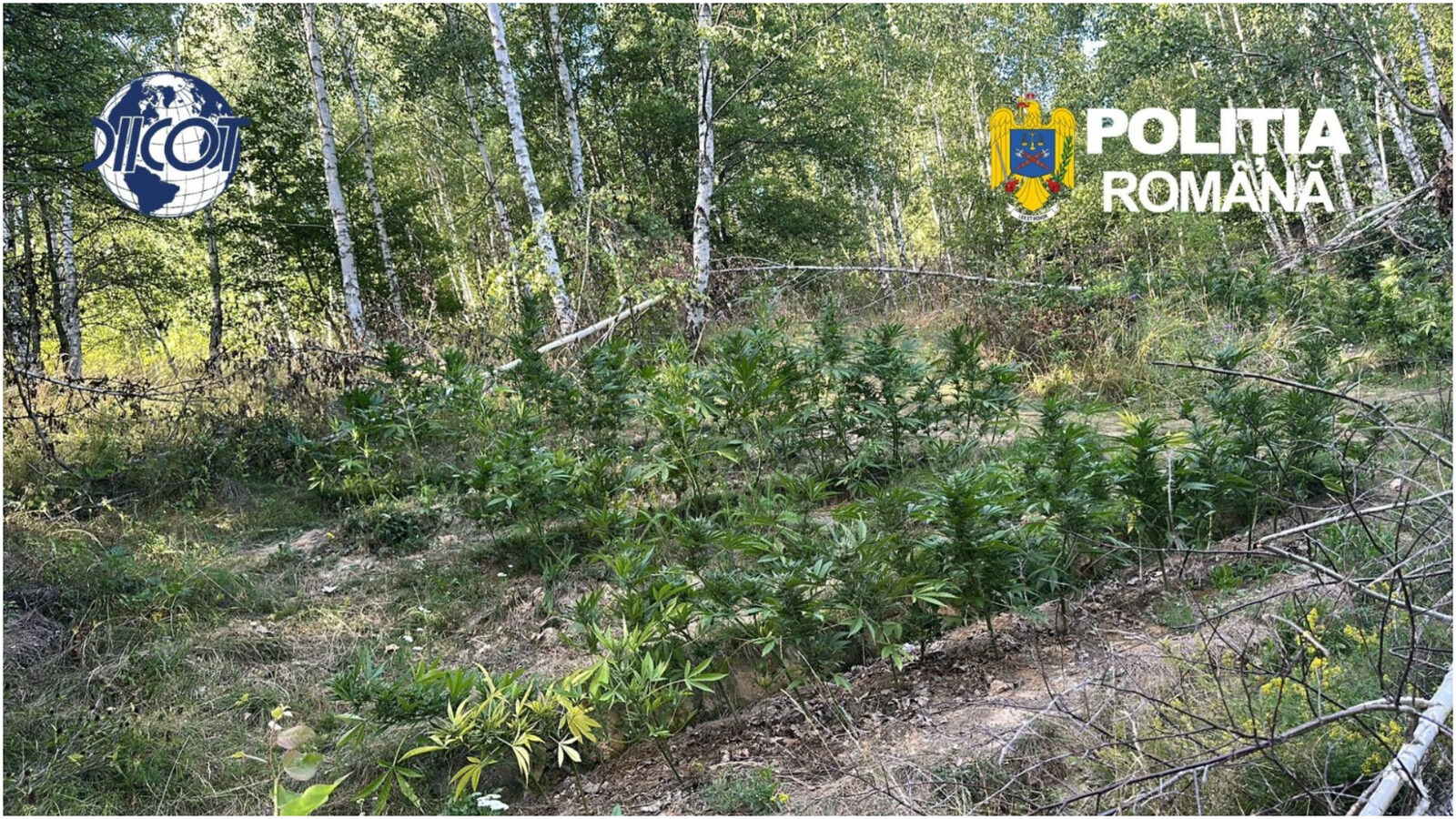 Cultură de canabis, prinsă-n pădure, Covasna: Peste 130 plante, ridicate de poliție