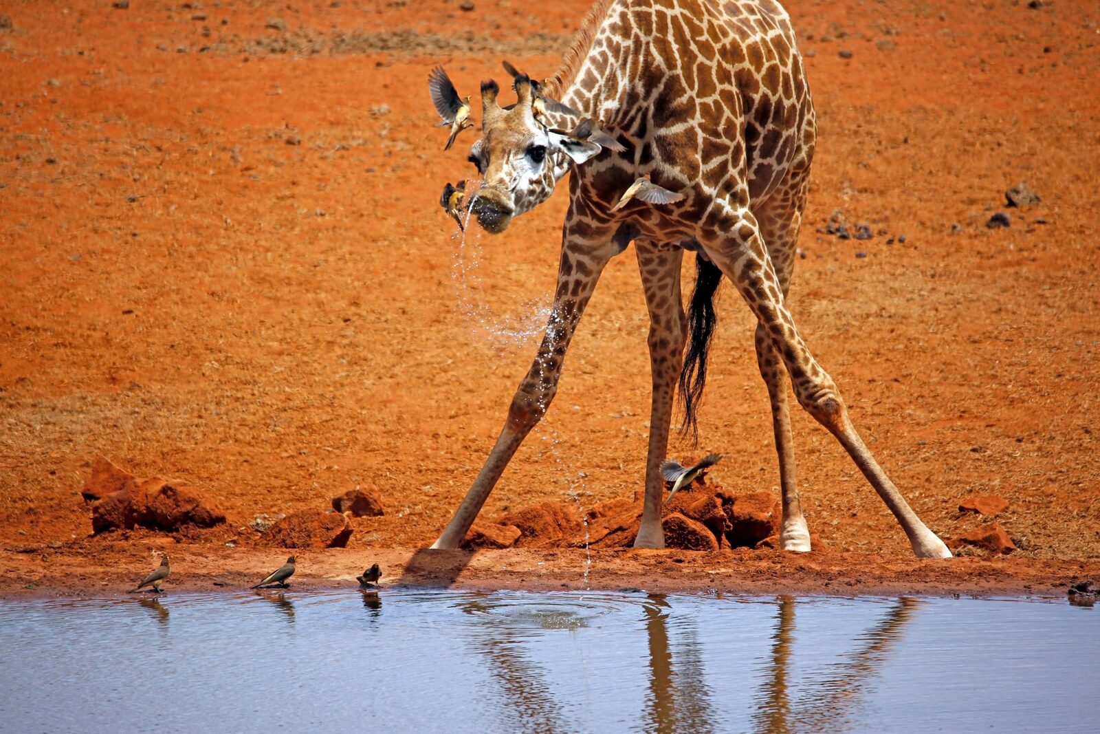Girafe la naștere: Cât de înalte sunt puii lor