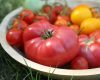 Roșii coapte în august: Sfatul expertului Monty Don