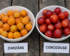 Zarzăre sau corcodușe: Diferențe simple, gusturi distincte