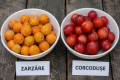 Zarzăre sau corcodușe: Diferențe simple, gusturi distincte