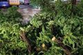 Furtuna a pus Aradul la pământ: Copaci peste mașini
