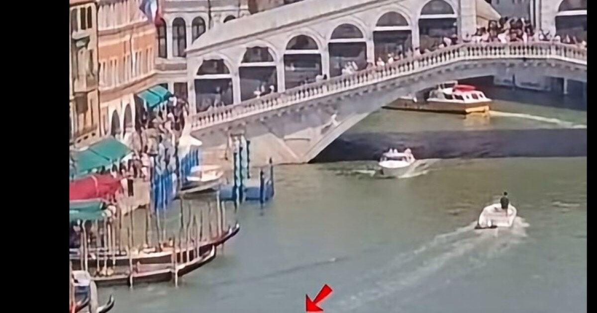 Delfin în Canal Grande: Primarul Veneției cere ajutor
