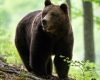 Urs atacator, împușcat în Poiana Brașov după incidente la hotel
