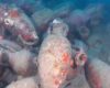 Comoară romană la Sicilia: Sute de amfore, scufundate cu secole în urmă
