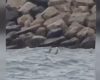 Obiect suspect în Marea Neagră, la Costinești