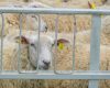 Transport ilegal cu 50 de oi, oprit în Vaslui. Animalele au fost plasate sub sechestru, iar șoferul a fost amendat cu 20.000 de lei