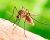 Virusul West Nile, pericol în Grecia! Ce riscă turiștii