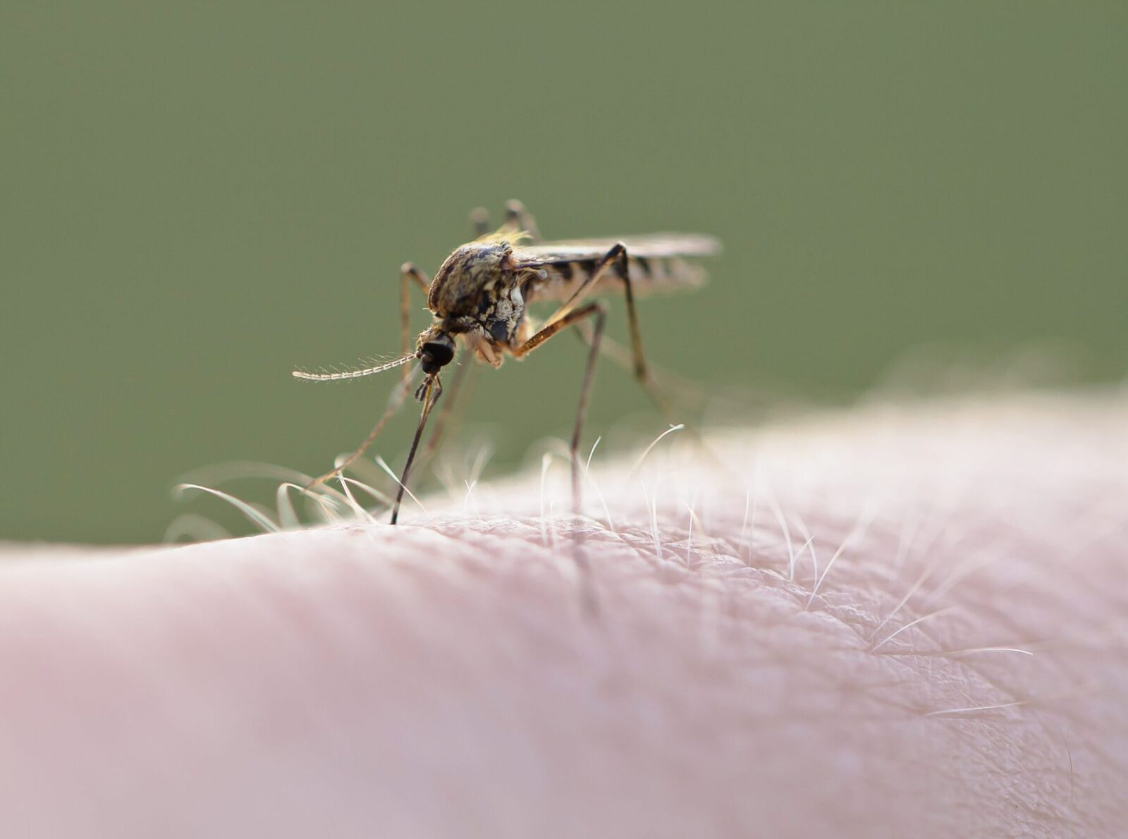 Virus West Nile în Europa: România, sub asalt?