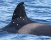 Orcă rănită în Gibraltar: Spania anchetează atacul cu alice