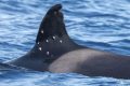 Orcă rănită în Gibraltar: Spania anchetează atacul cu alice