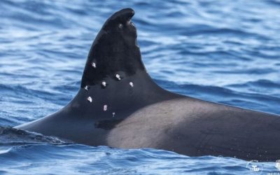 Orcă rănită în Gibraltar: Spania anchetează atacul cu alice