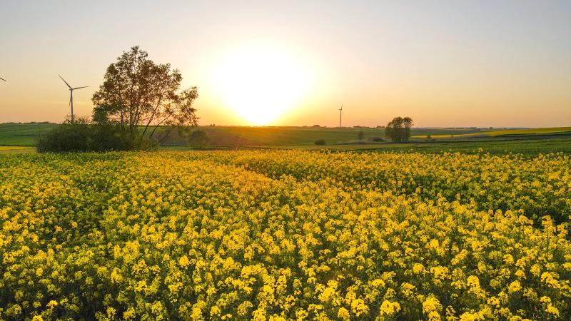 Pesticide UE: Sfidare între ferme și zootehnie