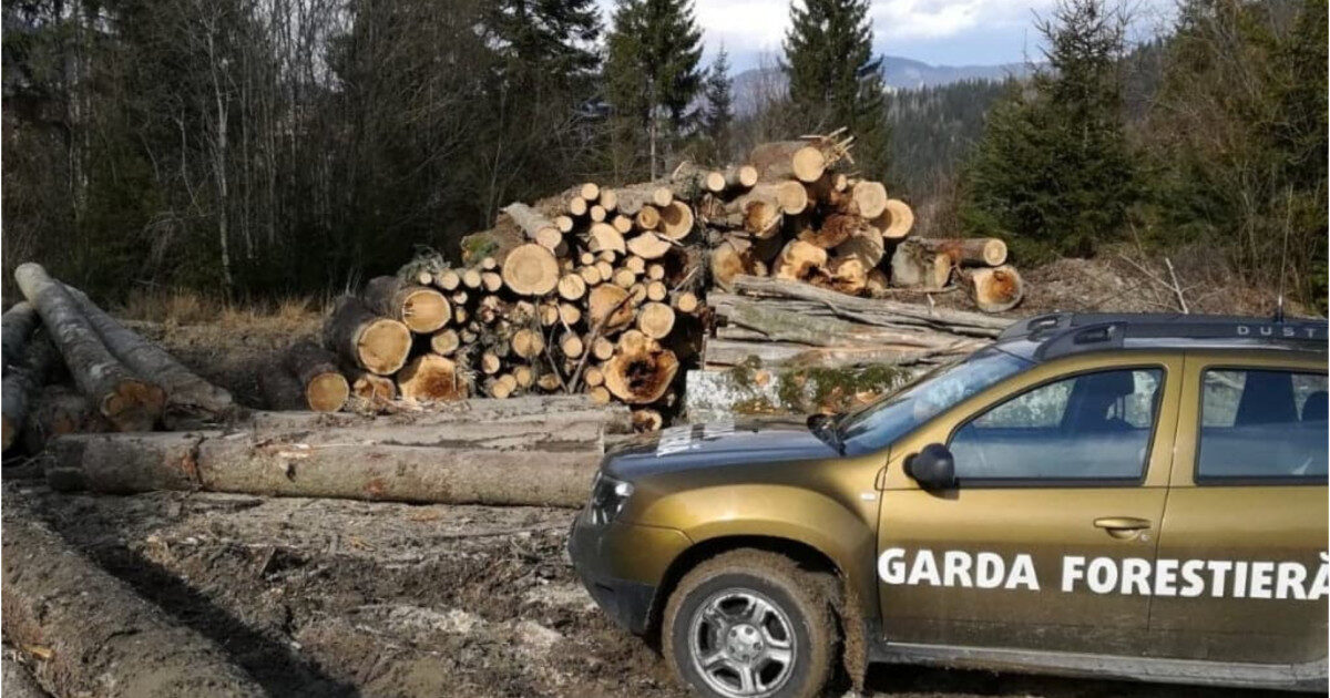 Garda Forestieră, șoc la Buzău: Tăieri ilegale masive, descoperire majoră
