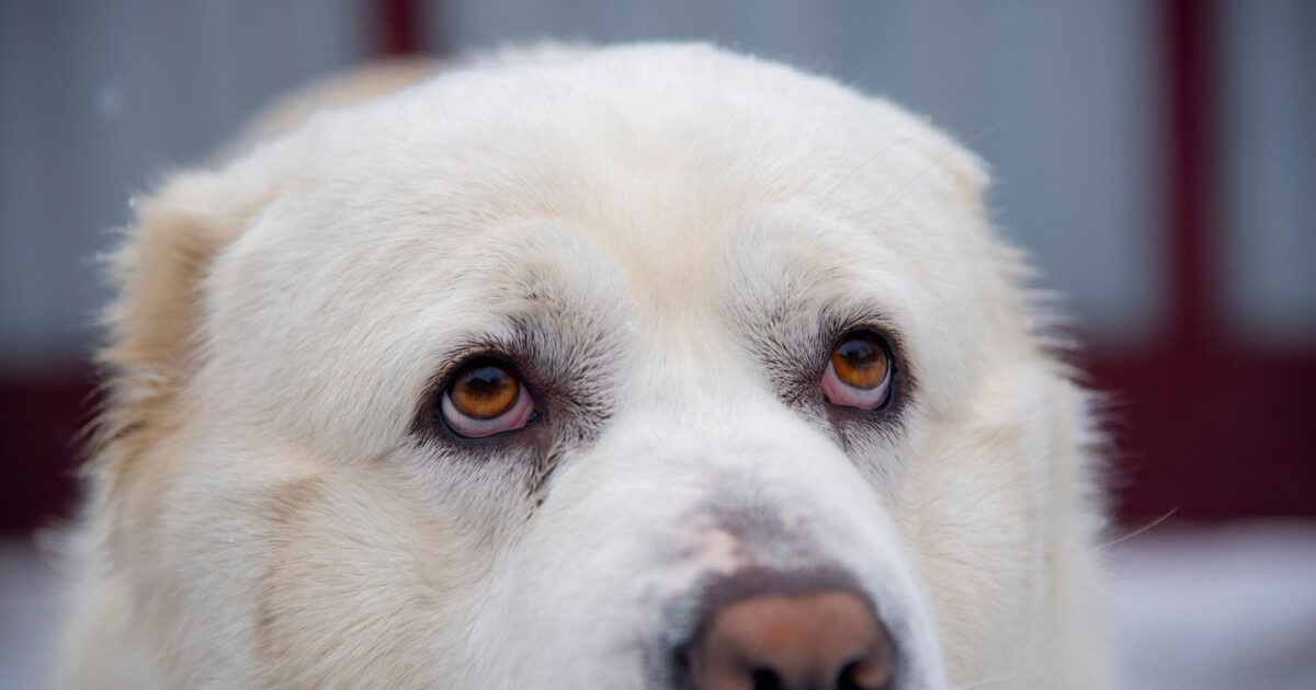 Fiul primăriței, „Auschwitz-ul” canin din Suceava: 600 de câini uciși