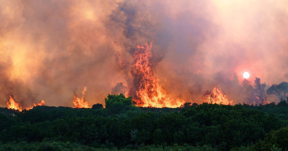 Gândacul-erou, detectivul flăcărilor: Aude focul, zboară spre incendii