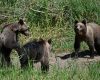 Pui de urs orfani în România. Ce s-a întâmplat cu micuții