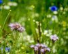 CCR judecă legea biodiversității României