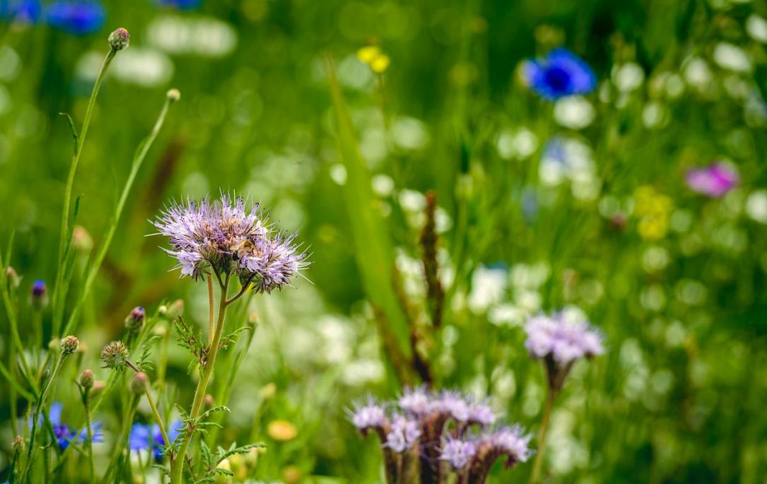CCR judecă legea biodiversității României