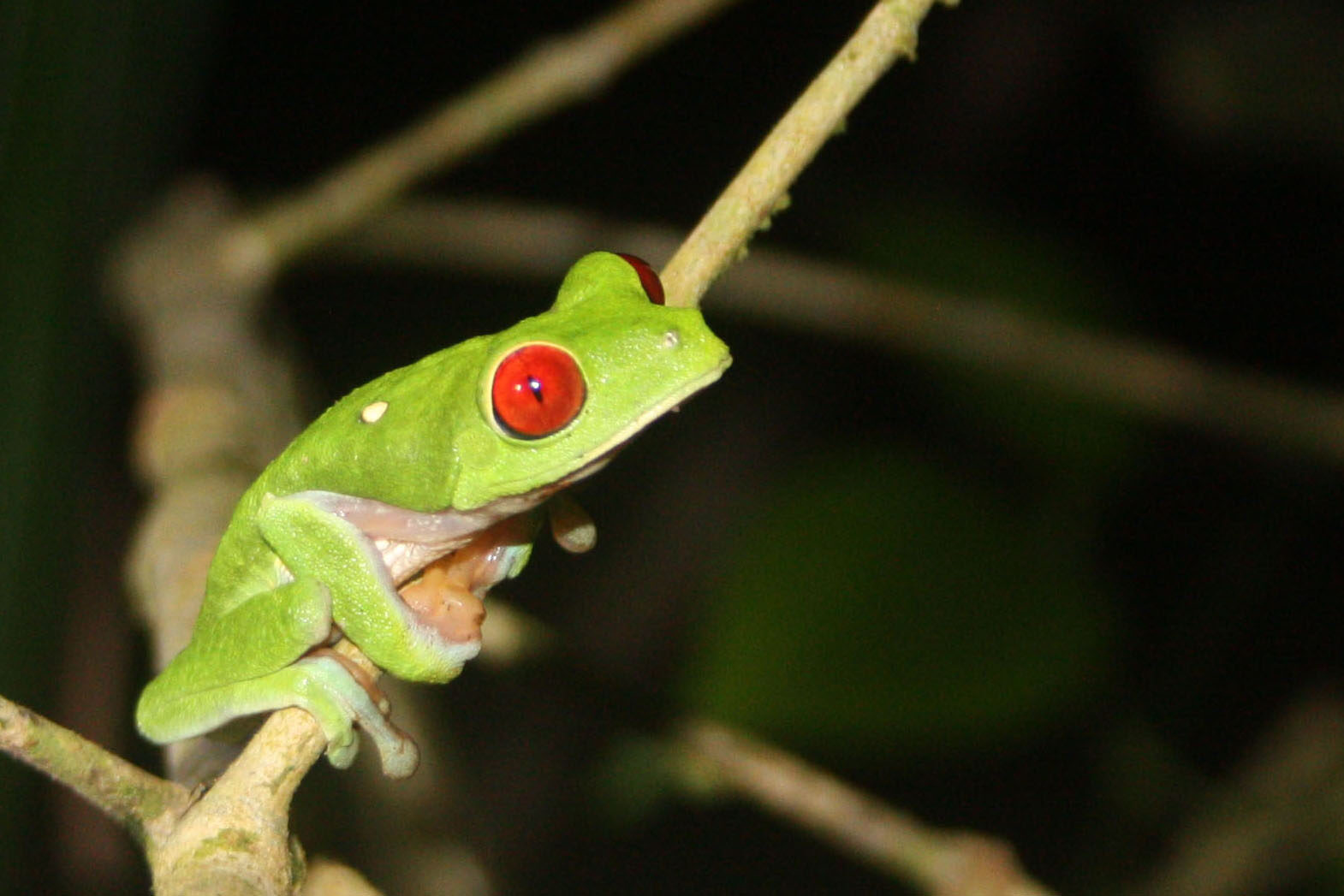 Descoperire incredibilă în Costa Rica: O broască cu abilități uimitoare