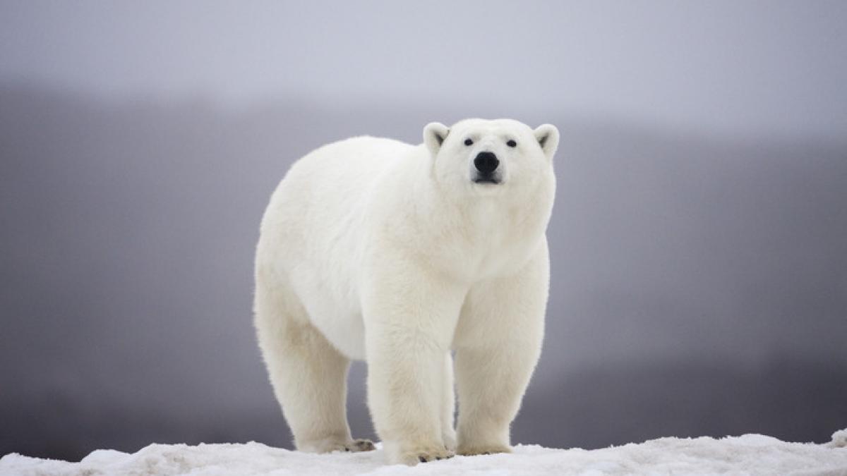 Urs polar enervat de sirenă: Ce pățește un turist pe mare