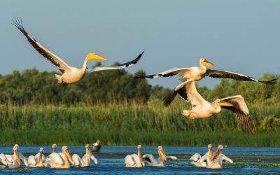 Delta Dunării: Reorganizare cu impact major