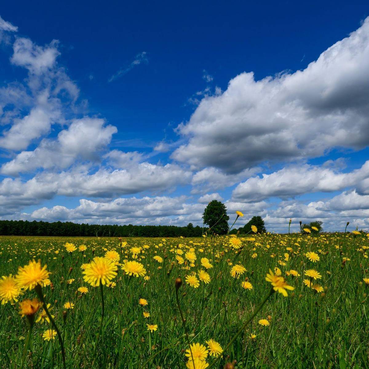 Temperaturi uriașe în weekend: 36 de grade
