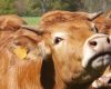 Gunoi de grajd din Iași, transformat în gaz: 3.000 de animale, investiție masivă