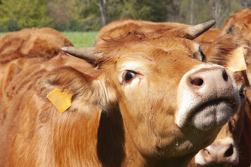 Gunoi de grajd din Iași, transformat în gaz: 3.000 de animale, investiție masivă