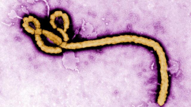 Ebola mutată în RD Congo. Pericol nou?