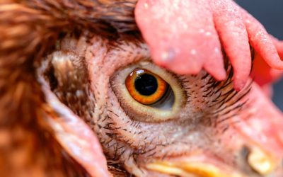 Fermele de pui, incubatoare pentru bacterii periculoase