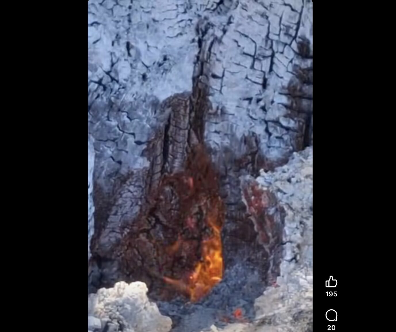 Copacii iau foc pe dinăuntru, de la rădăcini