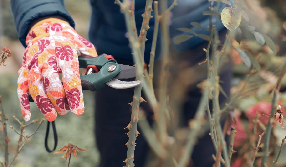 Plantele după caniculă: Salvarea lor și pregătirea grădinii