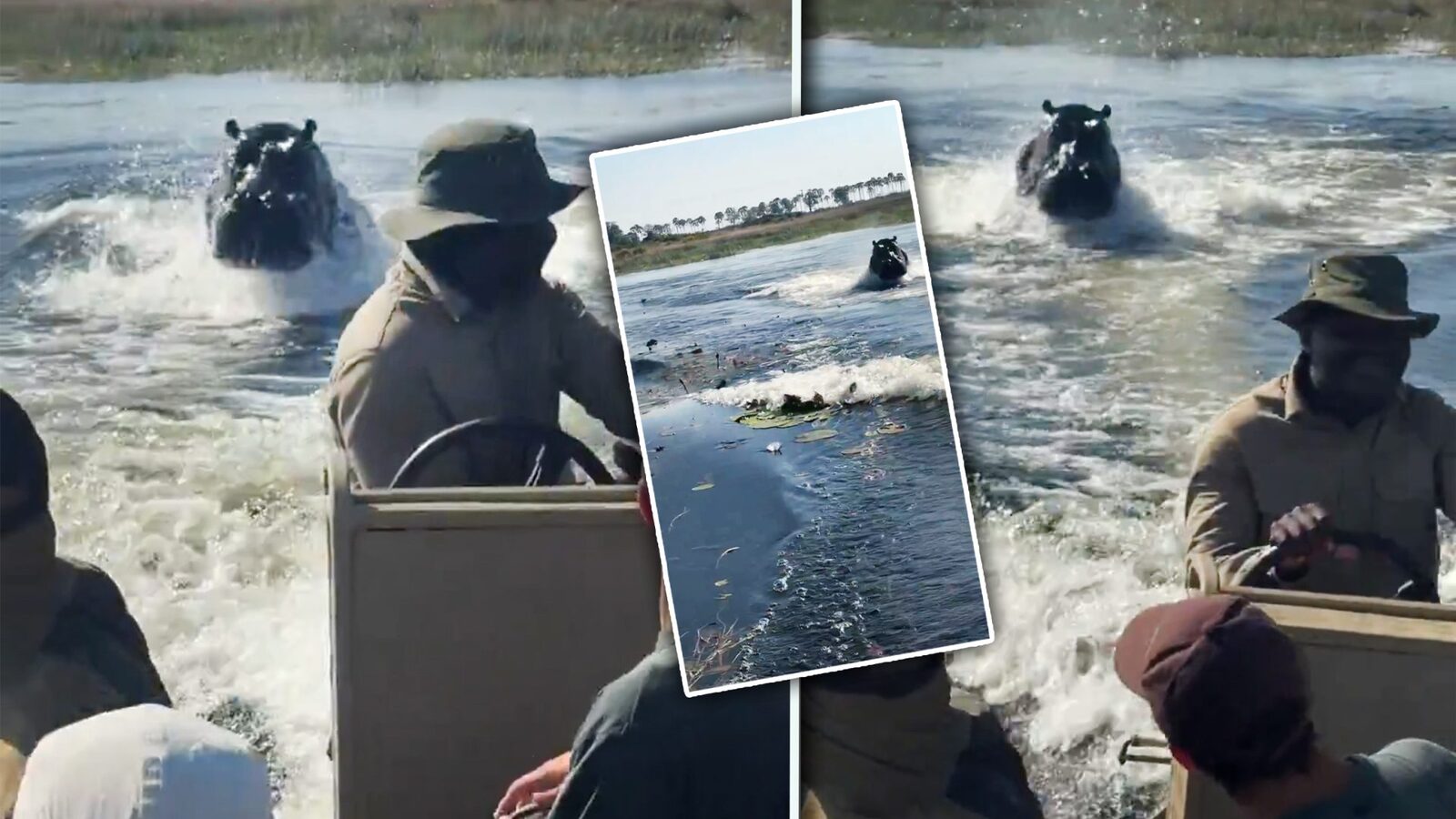 Hipopotam terorizează turiști în Botswana