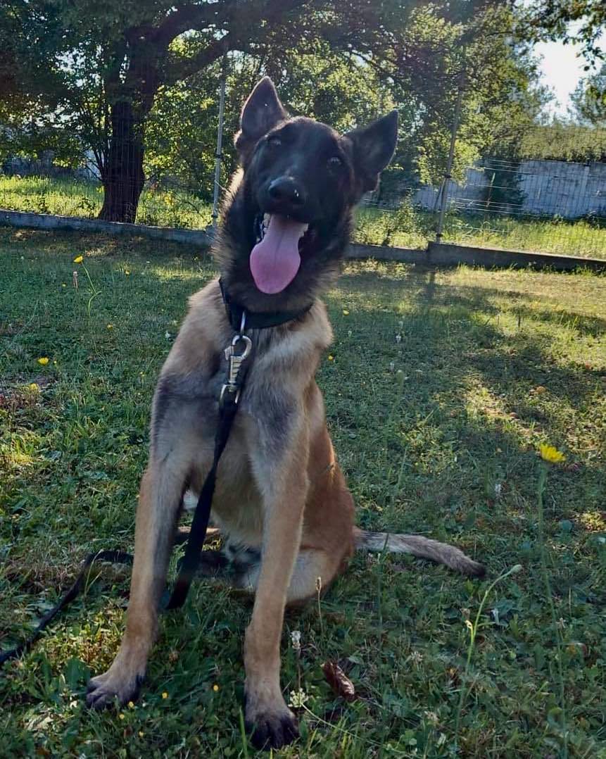 Câine reject din Sibiu, adoptat în minute: Prea iubăreț pentru poliție