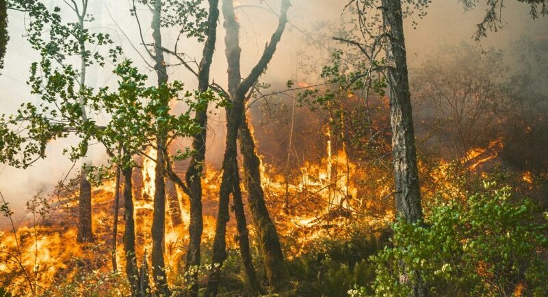 Gândacul negru de pin, atras de foc: Alerta incendiilor de pădure