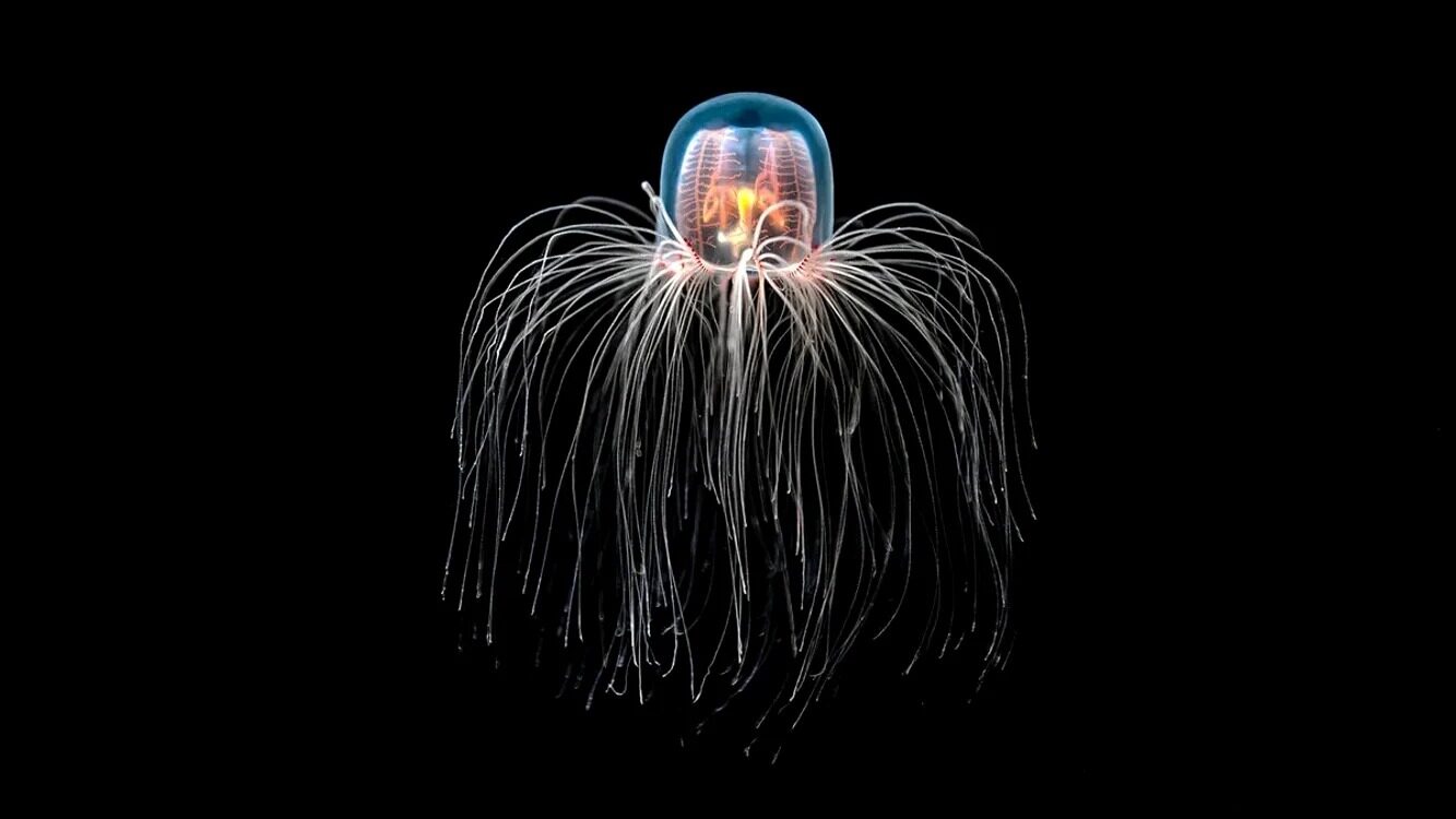 Meduza nemuritoare: Secretul reînvierii biologice