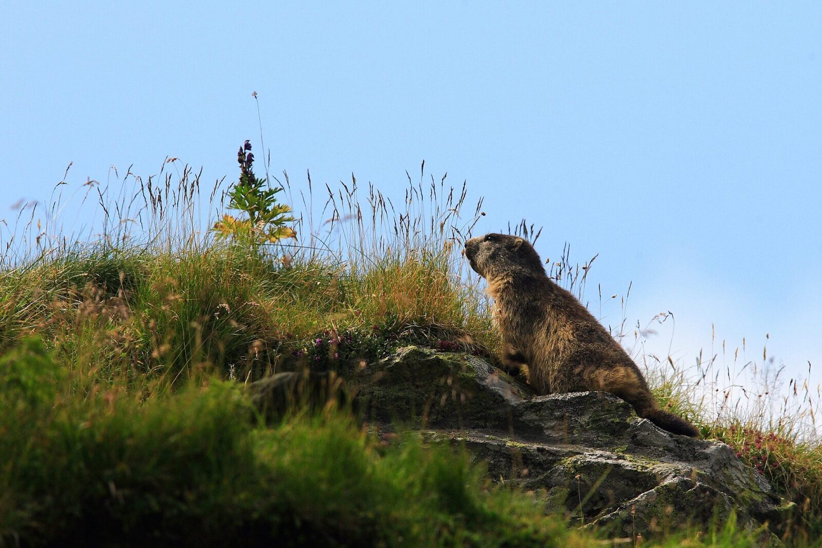 Vânătoarea marmotelor în Franța, cerută interzisă