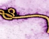 Ebola: O amenințare globală, cea mai cumplită epidemie