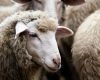 Gorj: 800 de oi eutanasiate din cauza variolei ovine