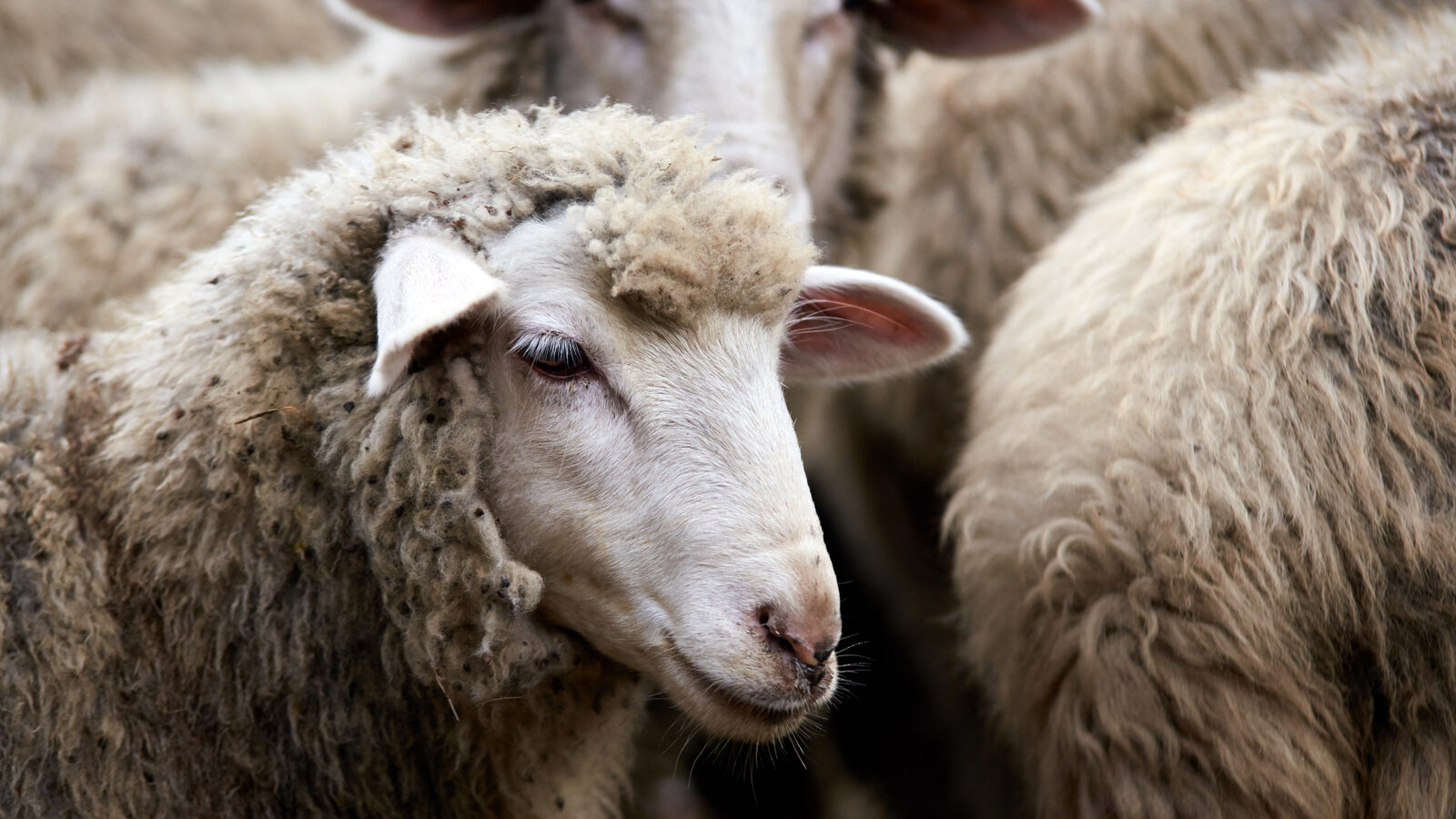 Gorj: 800 de oi eutanasiate din cauza variolei ovine