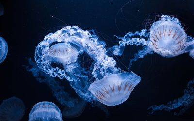 Meduze oprite centrala nucleară. Câte reactoare au cedat