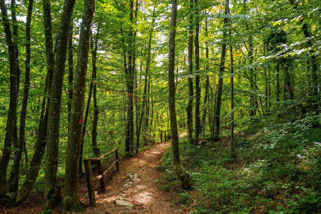 Băiețelul dezbrăcat în pădure: Ce s-a întâmplat după