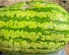 Gigant din Moldova: Pepene de 74 kg uimește țara