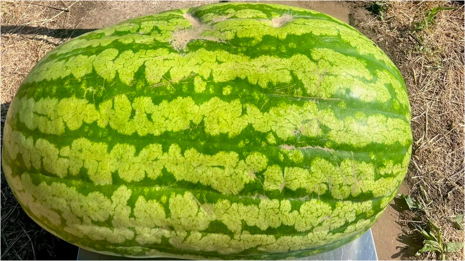 Gigant din Moldova: Pepene de 74 kg uimește țara