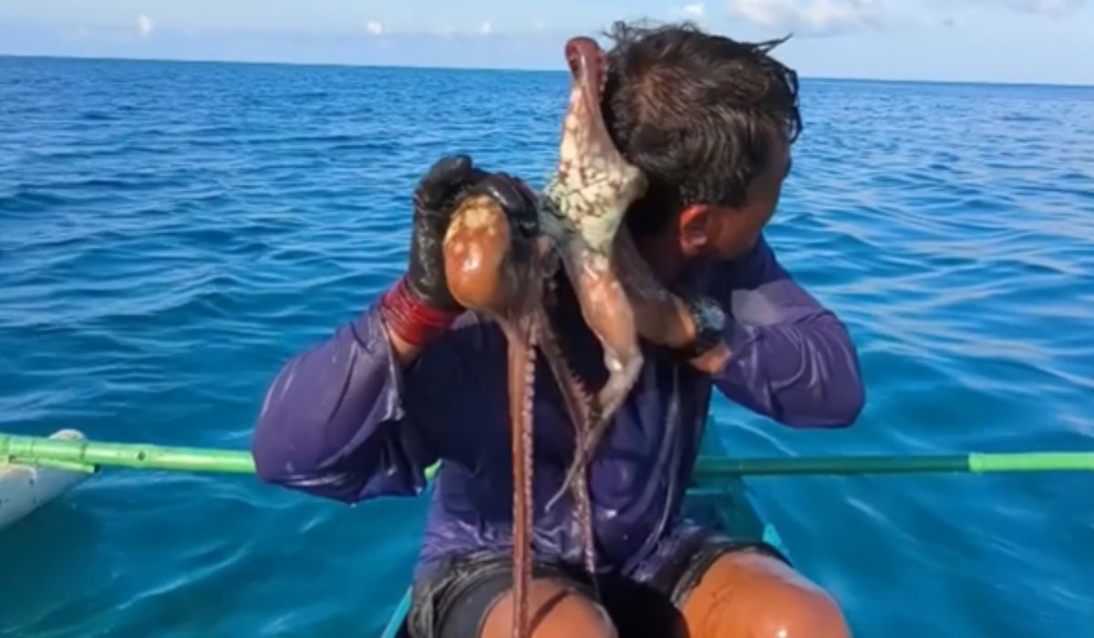 Caracatiță monstru atacă fața unui pescar în Filipine