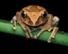 Costa Rica ascunde o „broscuță de cafea” uimitoare