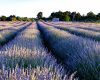 Fermieri și floricultori, atenție: 113 milioane euro pentru voi