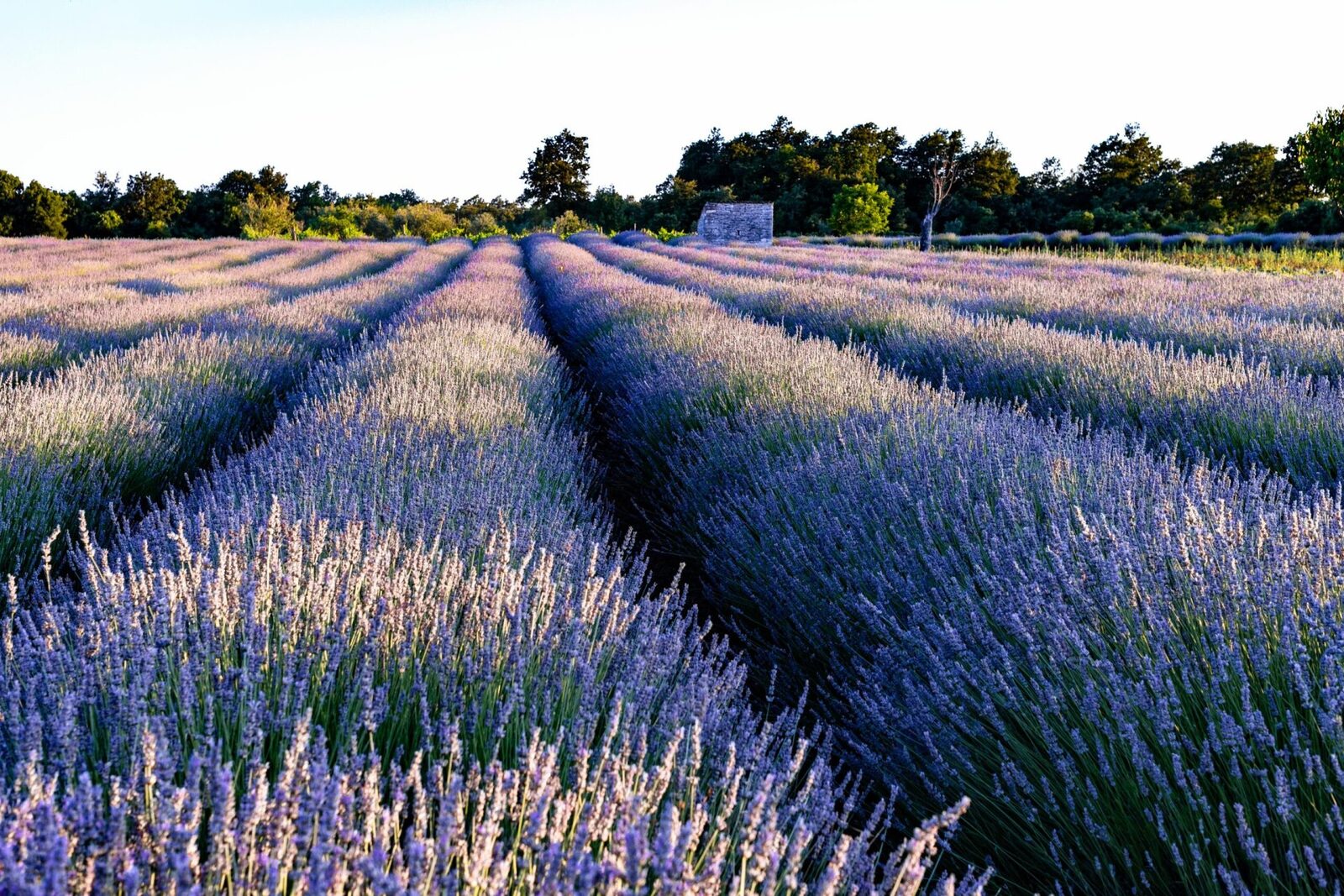 Fermieri și floricultori, atenție: 113 milioane euro pentru voi